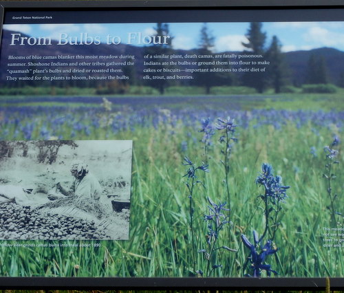 GDMBR: About Camas Flowers and their use as flour by Native Americans.